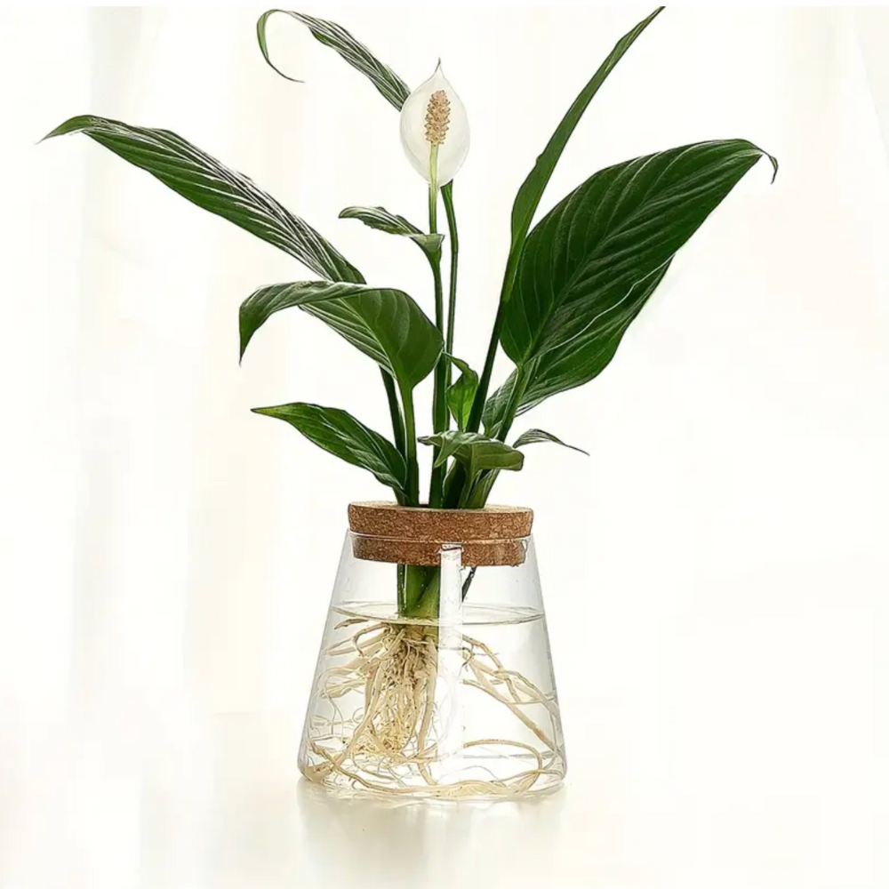 Verdant Haven Hydroponic Garden Glass Planter